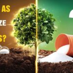 Proč zahradníci vždy přidávají cukr při sázení: Odborný trik