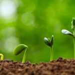 Profesionální zahradníci se bojí vám to říct: nikdy nechte rozličovat mladé sazenice sama