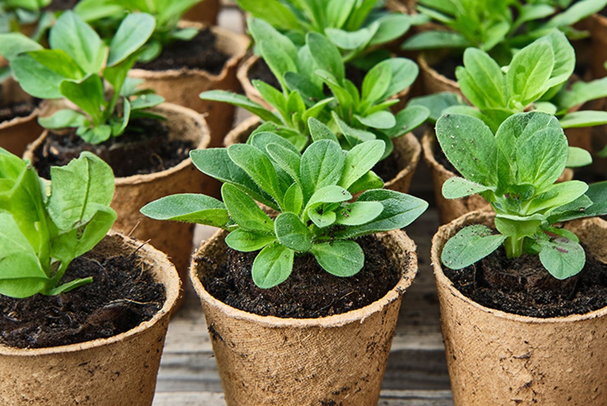 Profesionální zahradníci se bojí vám to říct: nikdy nechte rozličovat mladé sazenice sama - image 1