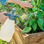 Rozpuštěný aspirin v sprašovací láhvi: starý trik zahradníků na hmyz