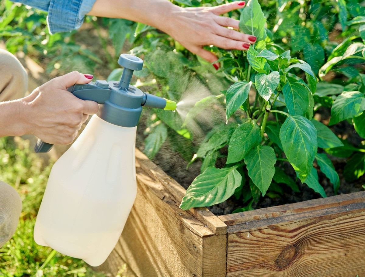 Rozpuštěný aspirin v sprašovací láhvi: starý trik zahradníků na hmyz