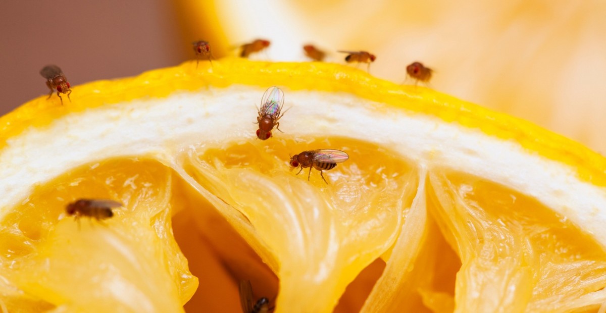 Siroupy октябь ocet mezi zákoutky: jak se zbavit medonosek trvale - image 1