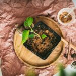 Skořice do půdy proti mrtvicím a hubům - starobylý trik, který vzdoruje času