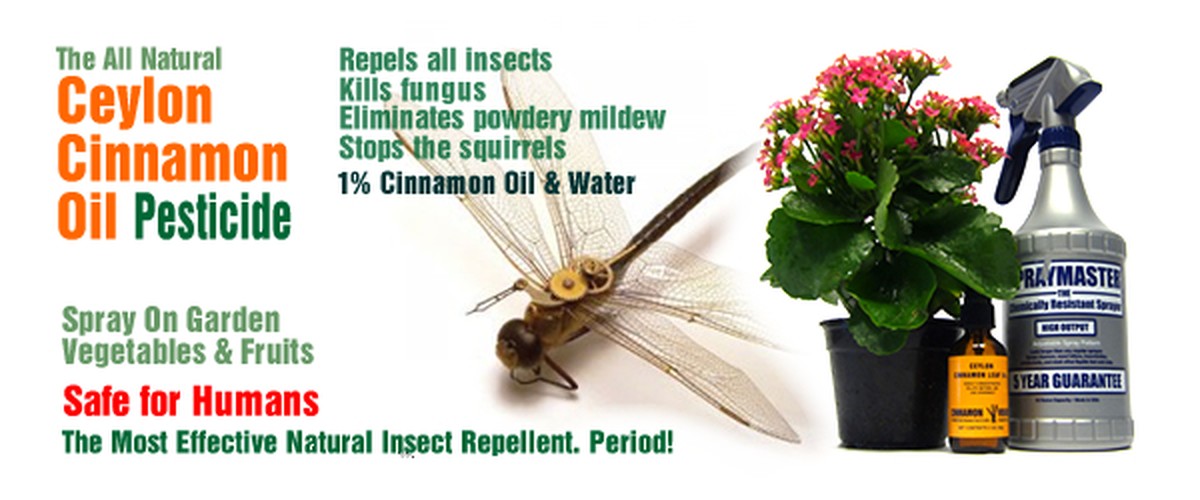 Skořice kolem zeleniny? Prírodný insekticid, který funguje lépe než chemie - image 1