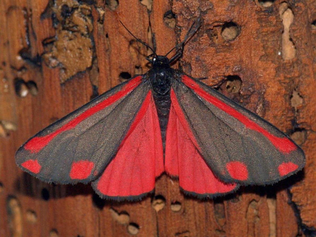 Skořice na cibuli: starý trik proti molům v zemince