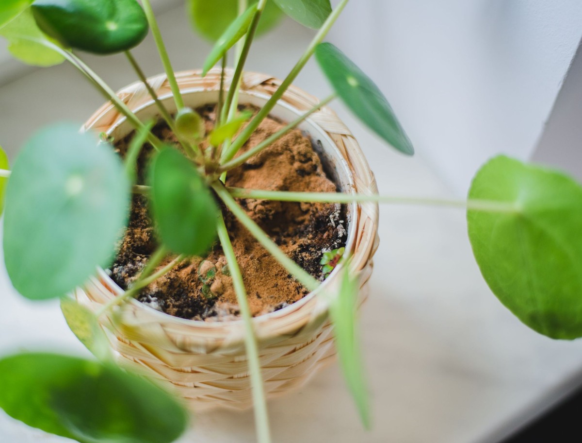 Skořice na květinách? Садовники ji skrývají před zálibami v plísních