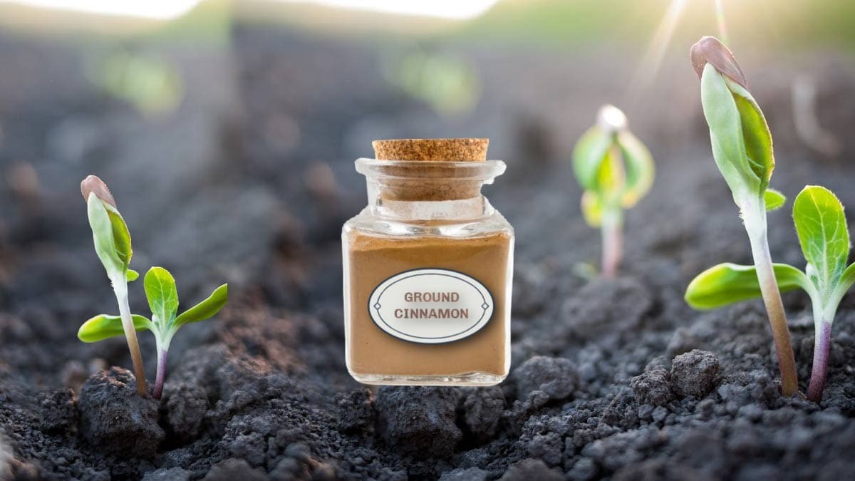 Skořice na rozmnožovacím materiálu. Přírodní fungicid za dvě koruny - image 1