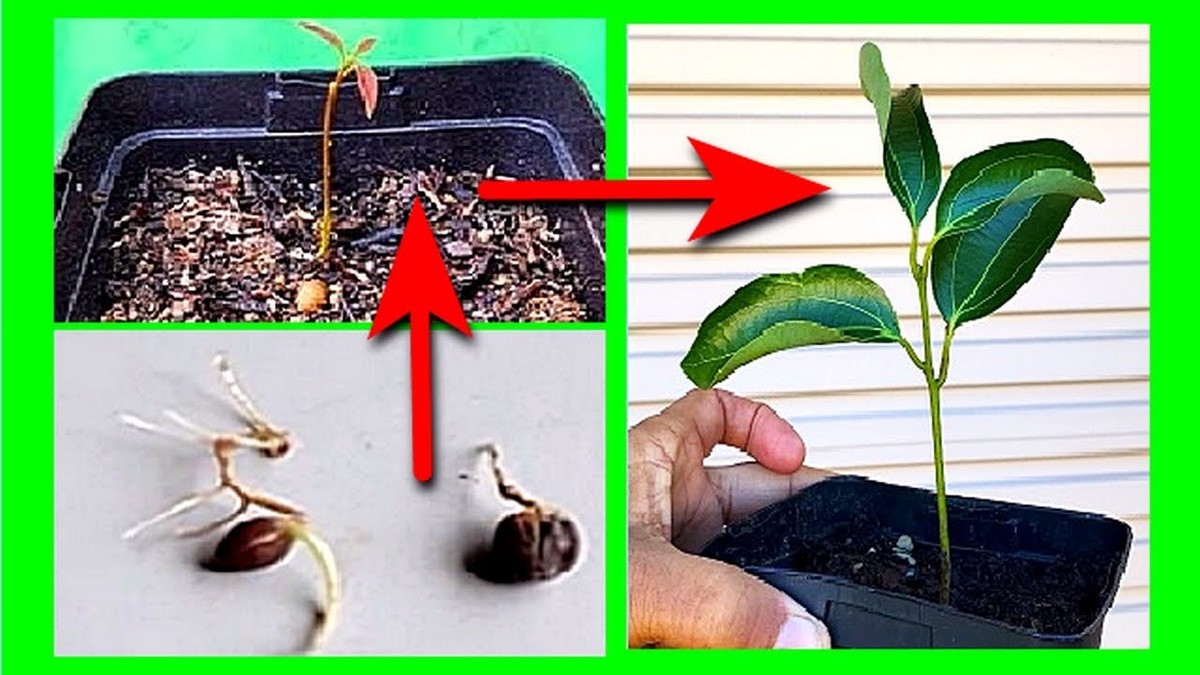 Skořice na rozmnožovacím materiálu. Přírodní fungicid za dvě koruny - image 2