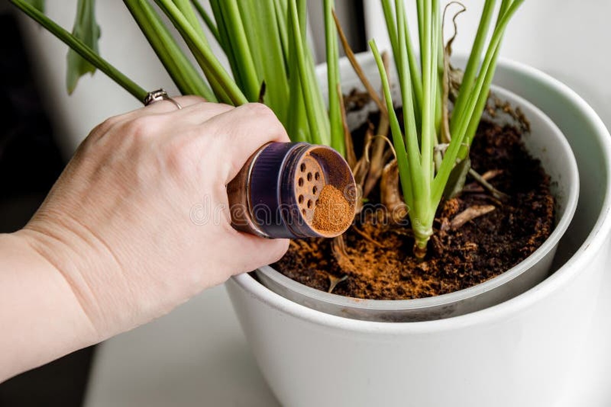 Skořice na zeleninu zabraňuje plísním bez jedovatých chemikálií. Takhle ji aplikují sadaři - image 1