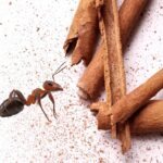 Skořice proti mravencům: staré české řešení, které opravdu funguje