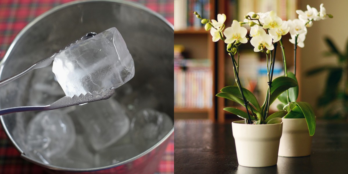 Sousedka zaléva bylinky jedním kouskem ledu: už jí nic nezdechne na dovolené