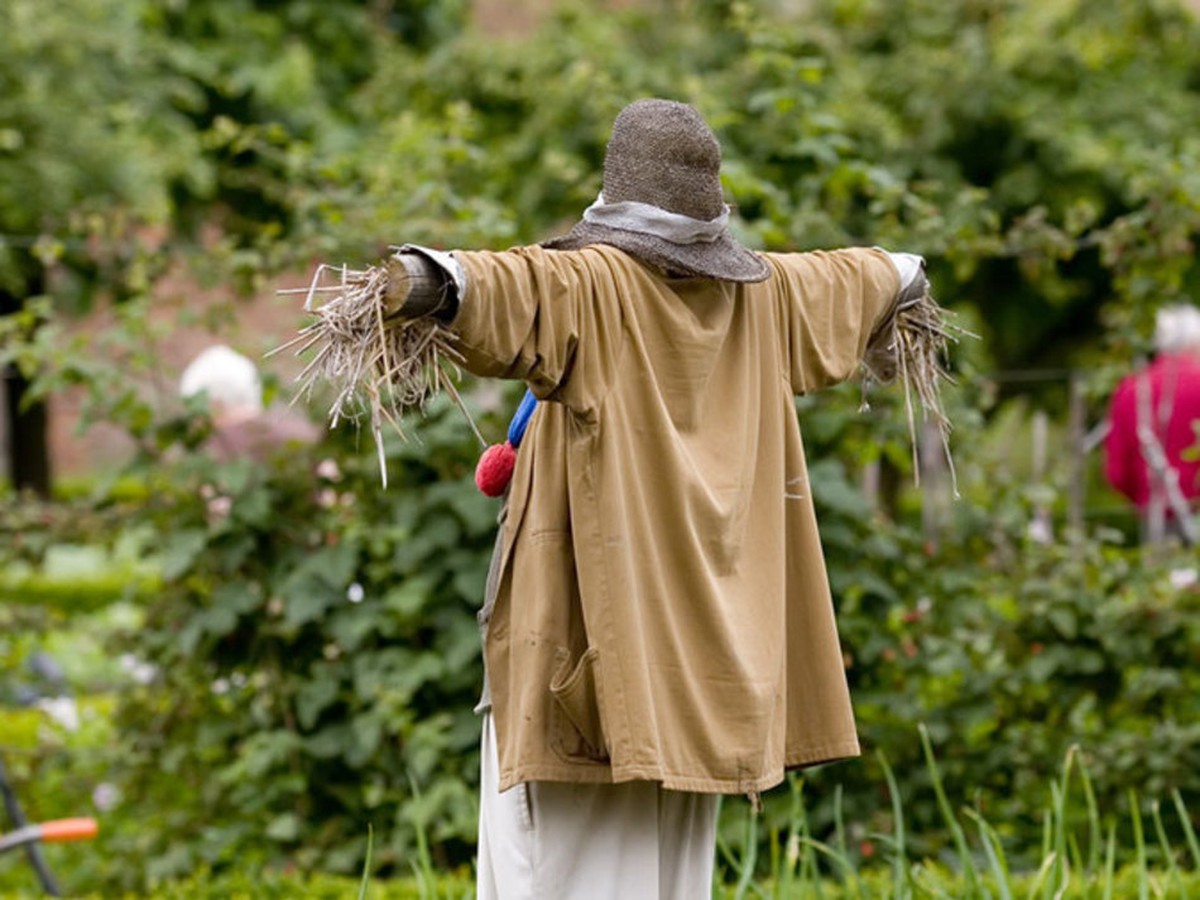 Staré hadry na větvi: geniální řešení proti ptákům, které vám ničí úrodu - image 1