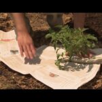 Staré noviny v záhonu změní obsah vaší půdy navždy