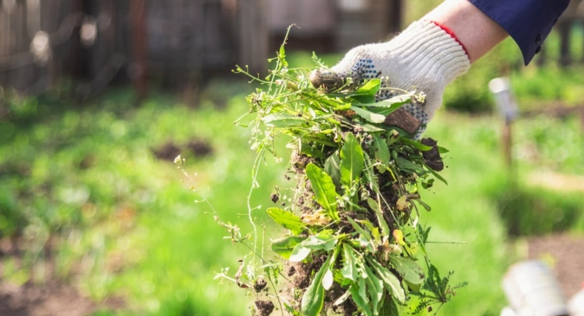 Staré noviny v záhonu? Zahradníci je používají jako nejlevnější zábraň proti plevelům - image 2