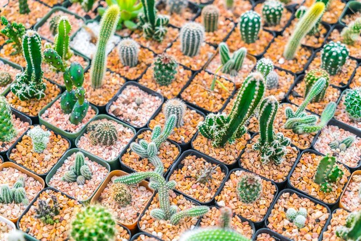 Suculenty podléhají: jakou půdu opravdu potřebují - image 1