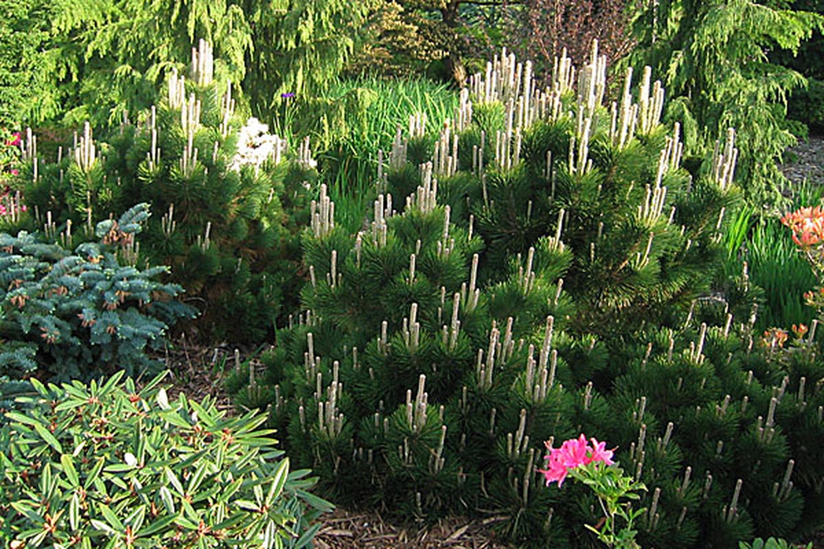 Sůl a mýdlo na mšice – když chcete řešit bez chemie - image 1