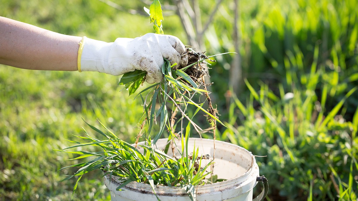 Sůl a ocet místo drahého herbicidu – funguje to opravdu? - image 2