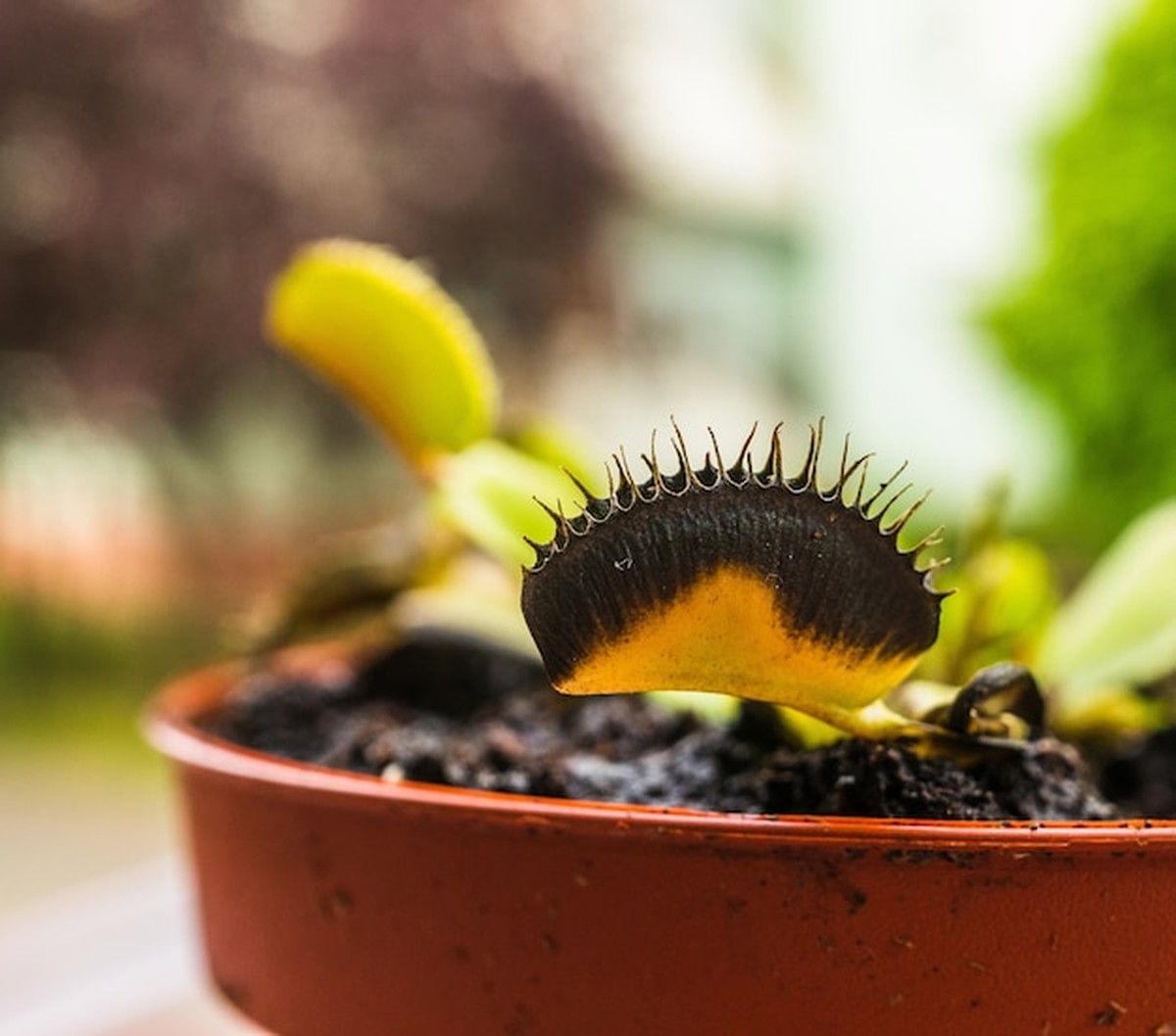 Umírající rostliny? Řešení je jednodušší, než si myslíte