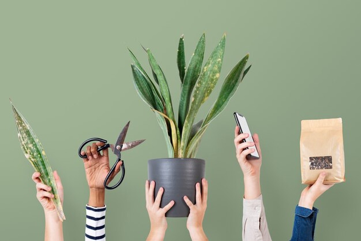 Umírající rostliny? Řešení je jednodušší, než si myslíte - image 1