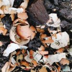 Vajíčkové skořápky rozdrcené do kompostu: proč s tím začít hned zítra