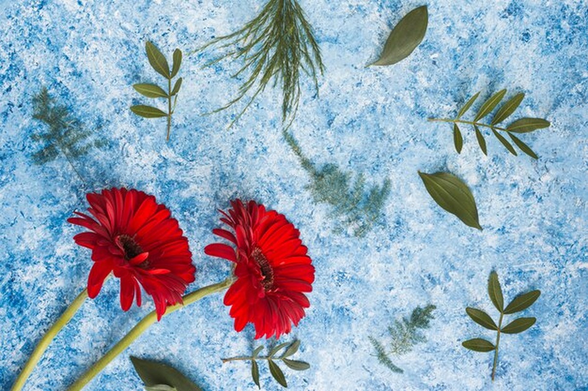 Vaše znamení, vaše rostlina: jakou květinu mít přes zimu - image 2