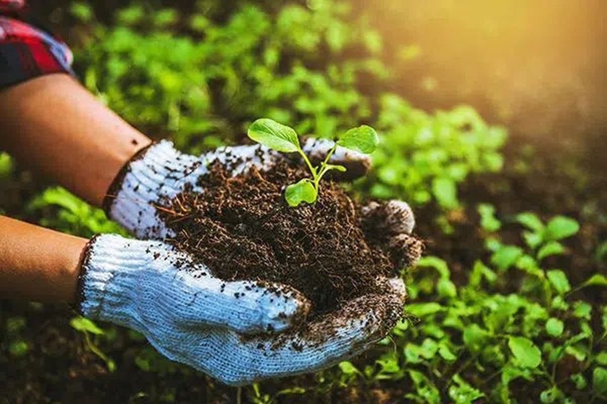 Vejce v květináči funguje jako přirozené hnojivo na měsíc - image 2