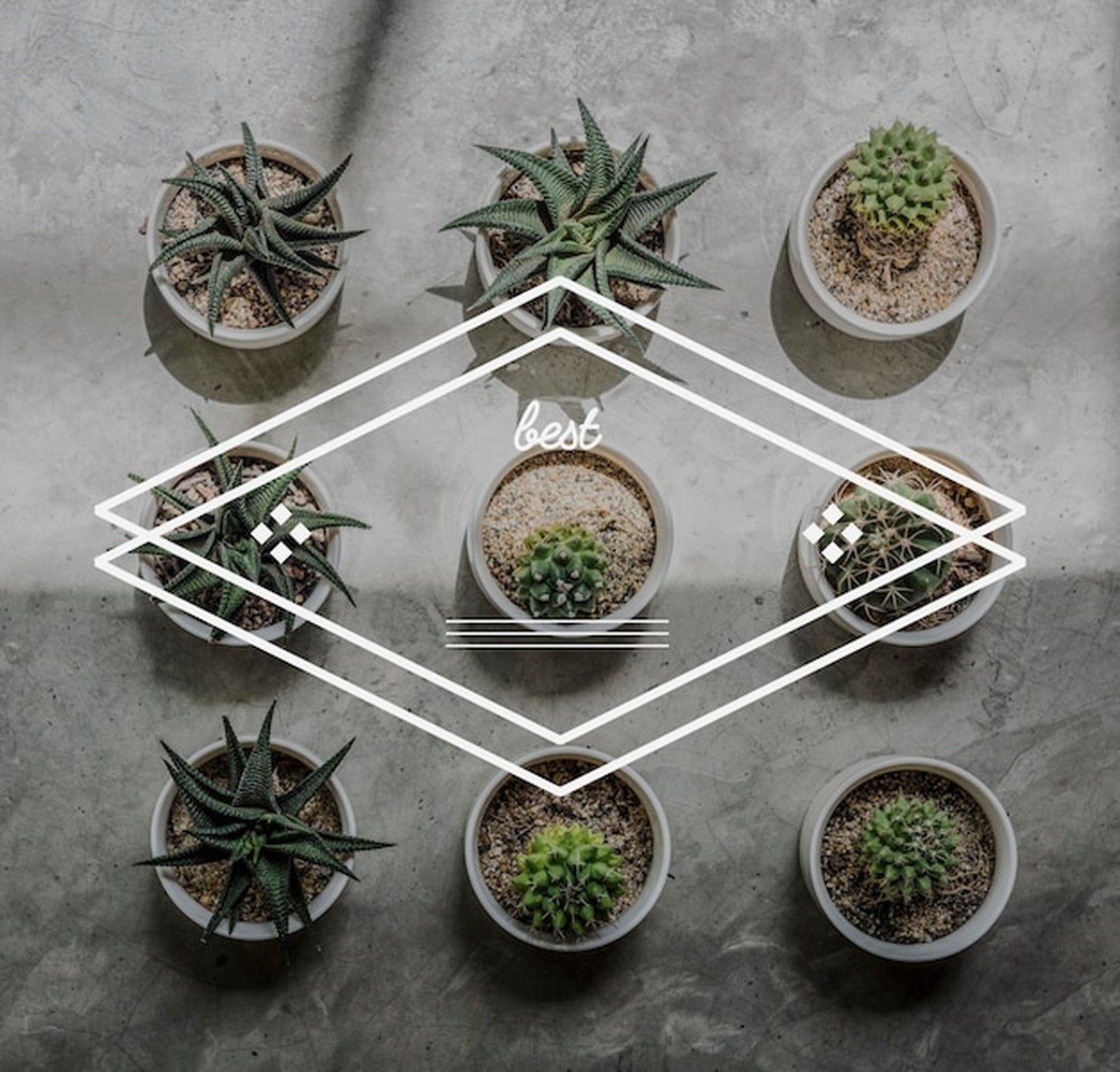 Vertikální zahrady v bytě: trend, kterým se zbavíte nudy - image 2