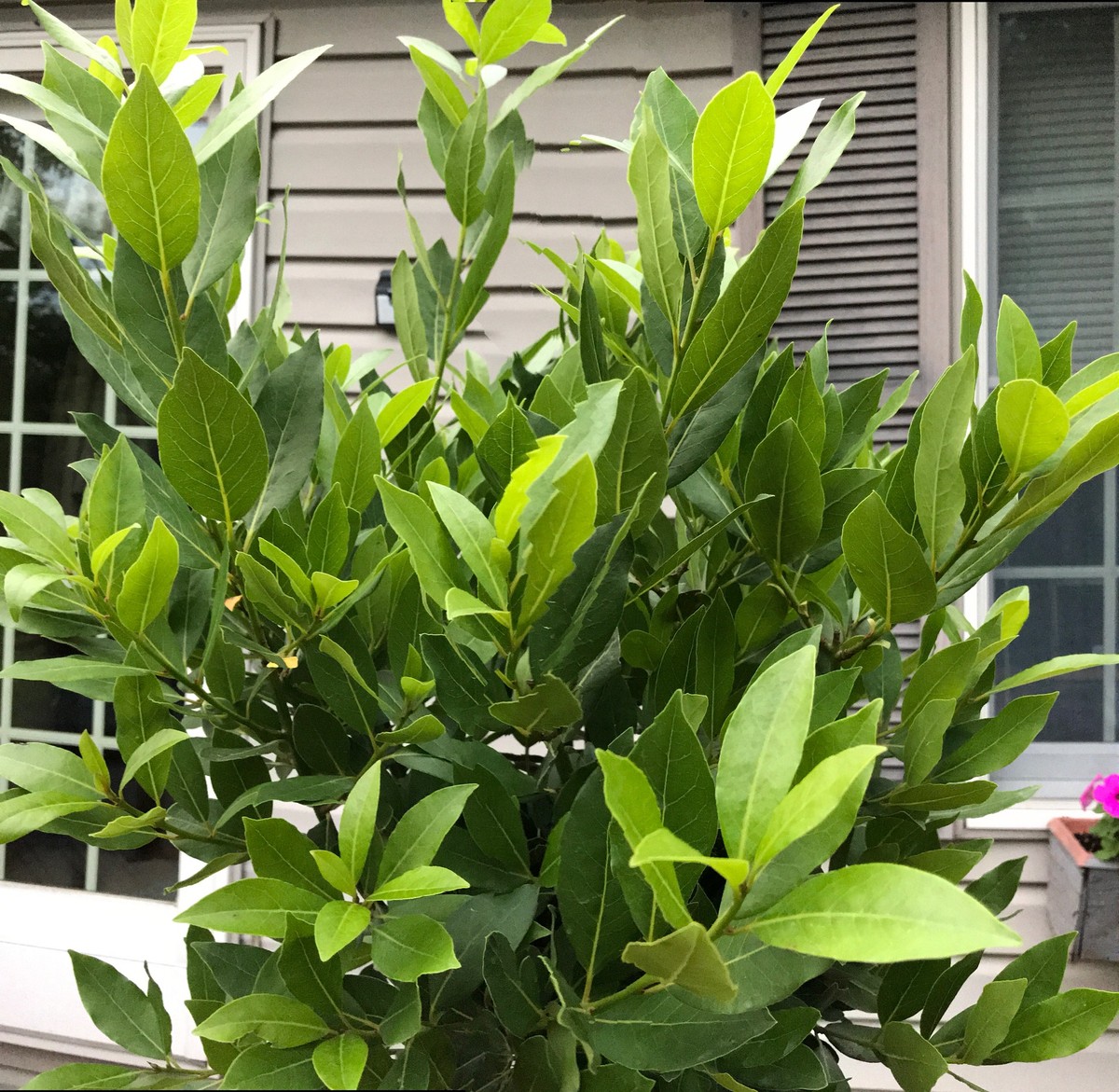 Vložte bobkový list do mouky: trik na plevel, který funguje 100 let - image 2