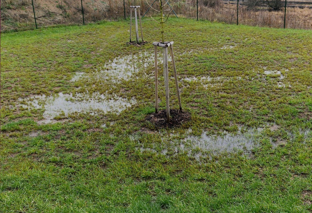 Zahradníci přiznávají: tato jediná chyba vám hubí 90 procent úrody - image 2