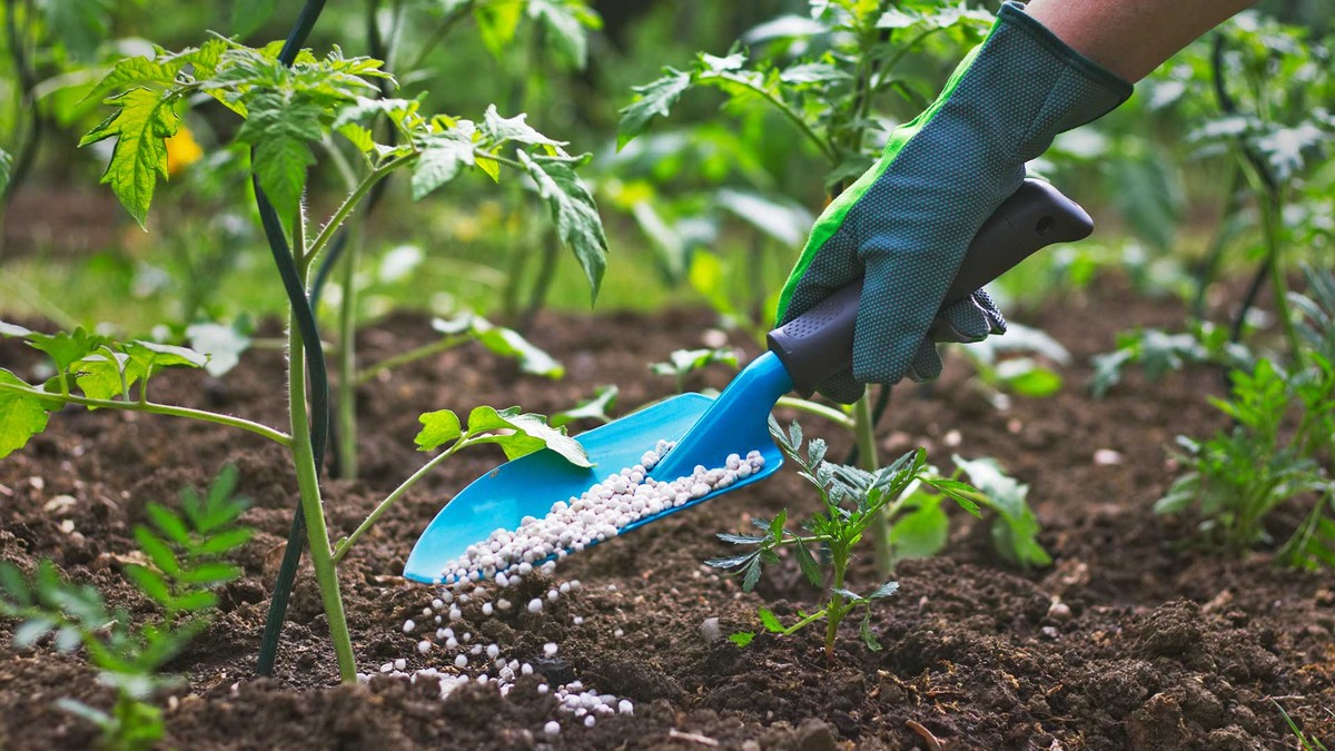 Zahradníci přiznávají: toto hnojivo škodí půdě, ne jí prospívá - image 2
