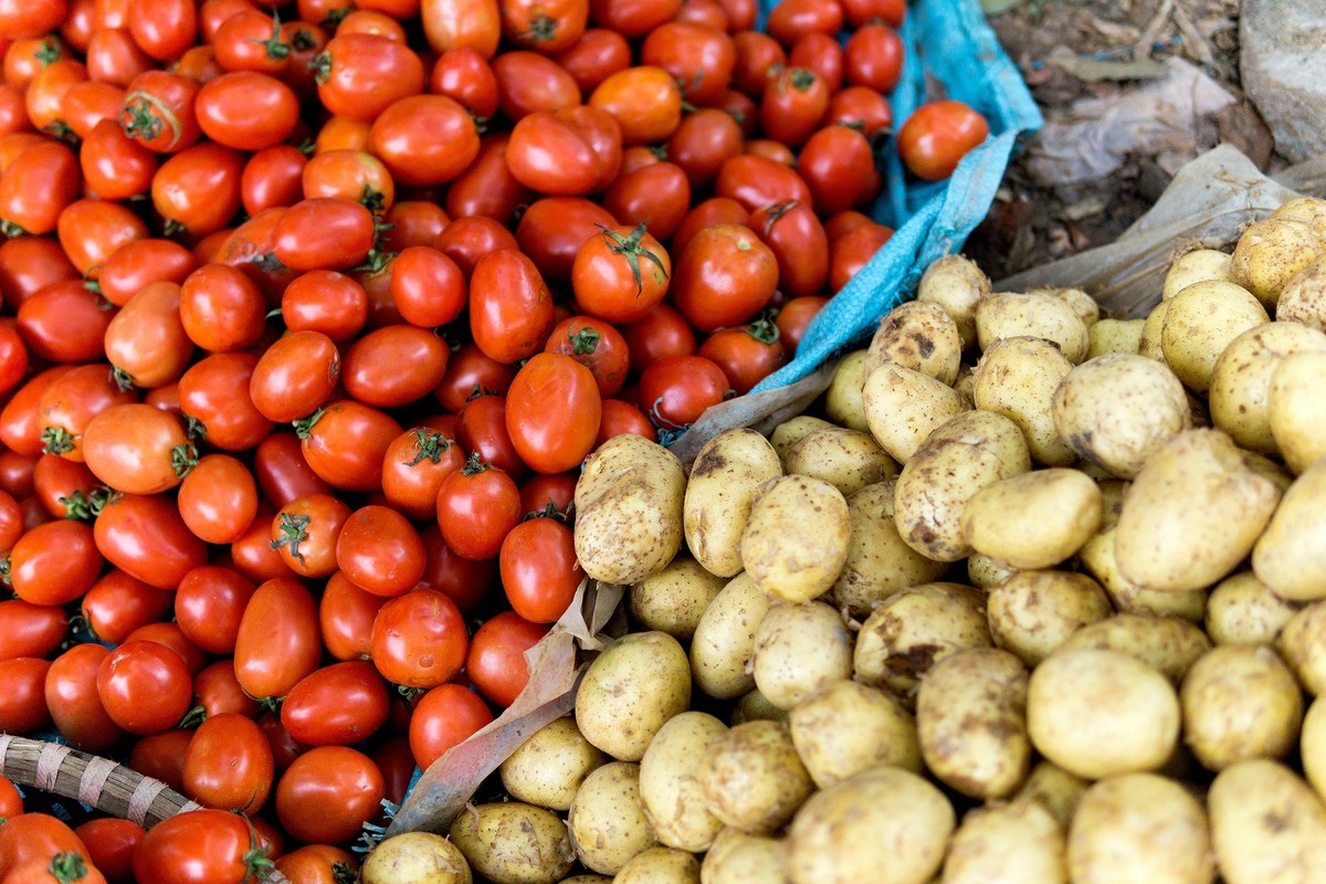 Zahradníci varují: nikdy nesázejte rajče vedle této rostliny