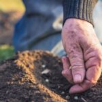 Zahradníci varují: nikdy neseijte v těchto dnech v březnu