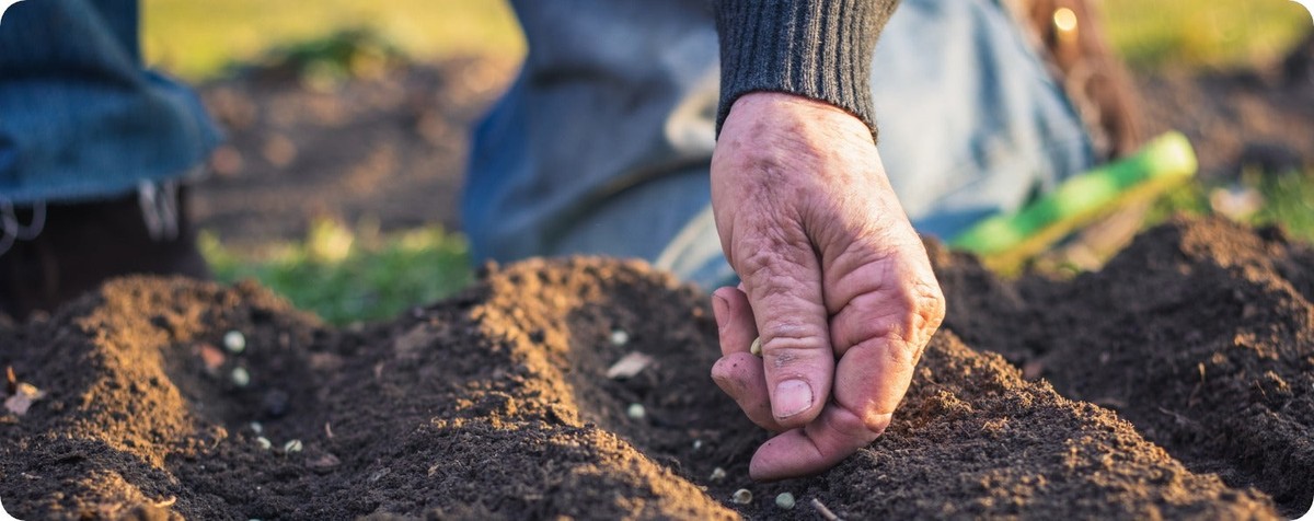 Zahradníci varují: nikdy neseijte v těchto dnech v březnu