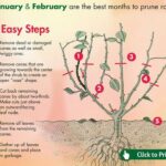 Zahradníci varují: nikdy nestříhejte růže v tento den v týdnu