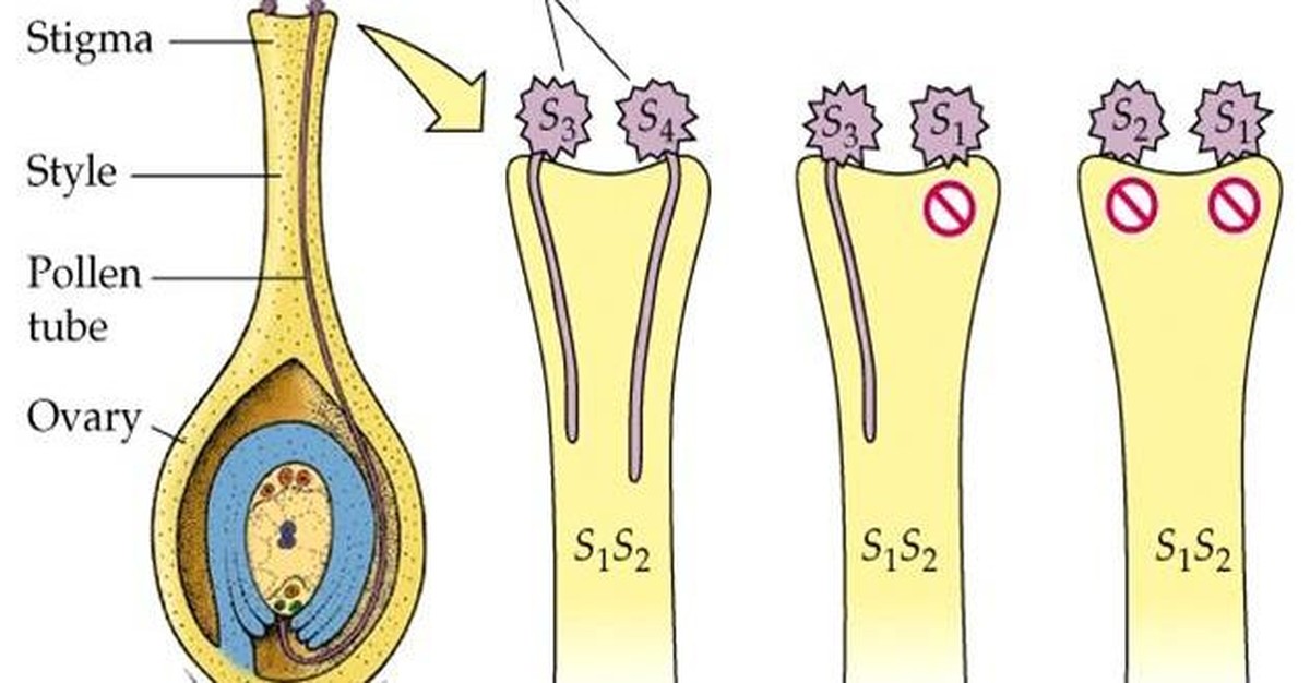 Zahradníci varují: nikdy nesázejte tyto květiny vedle sebe - image 1