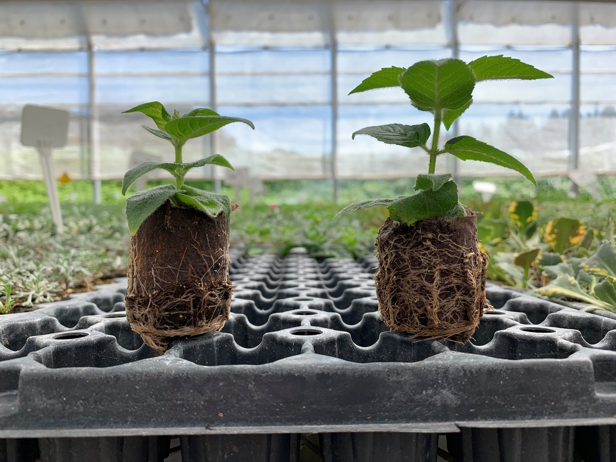 Záhradníci vás prosí: nikdy nevypěstujte rajčata v půdě bez této jedné věci - image 1