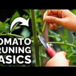 Zahradníci z Bohumína prozrazují: nikdy neřežte rajčata v tento den