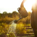 Zahradníci z Česka vás prosí: nikdy nezavlévejte v těchto hodinách