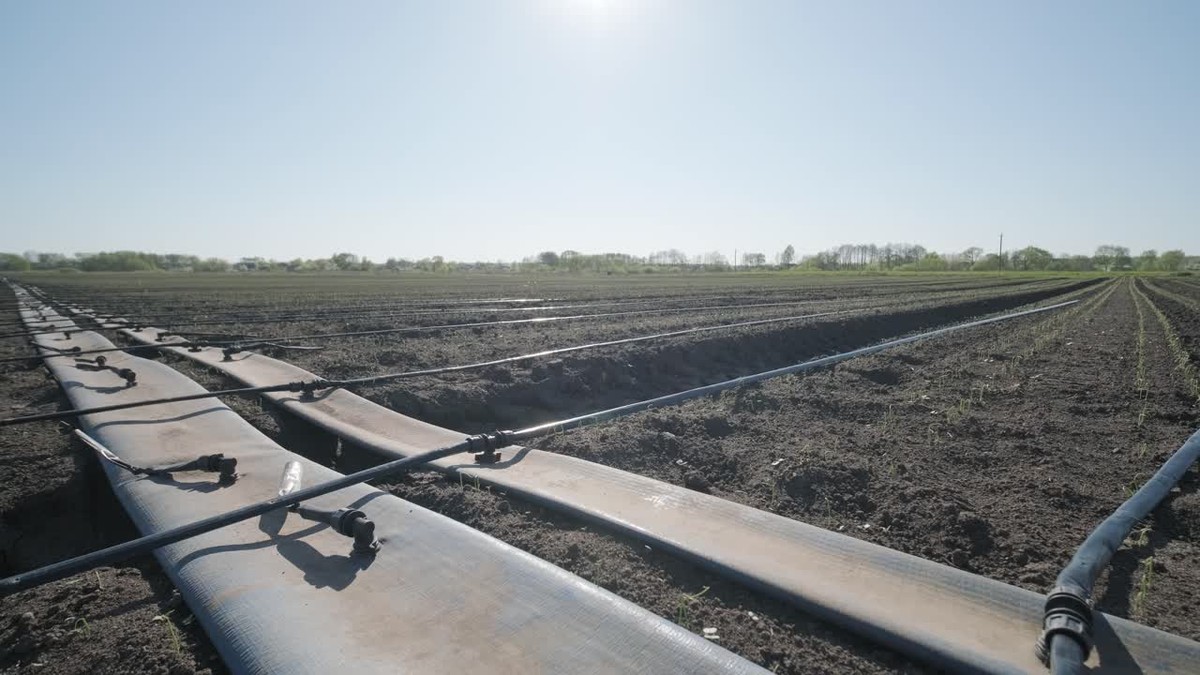 Zahradníci znají trik: přesný čas na zalévání zeleniny vás levuje - image 1