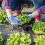 Zahradník vám prozradí: Nikdy nesázejte hlávkový salát v tomto měsíci