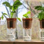 Zastavte zalévání květin každý den: jeden trik a budou měsíc bez vody