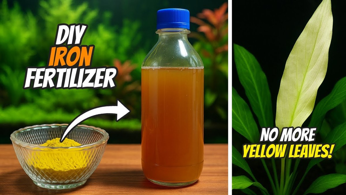 Železo v půdě? Staré hřebíky jsou levnější než přípravky - image 2