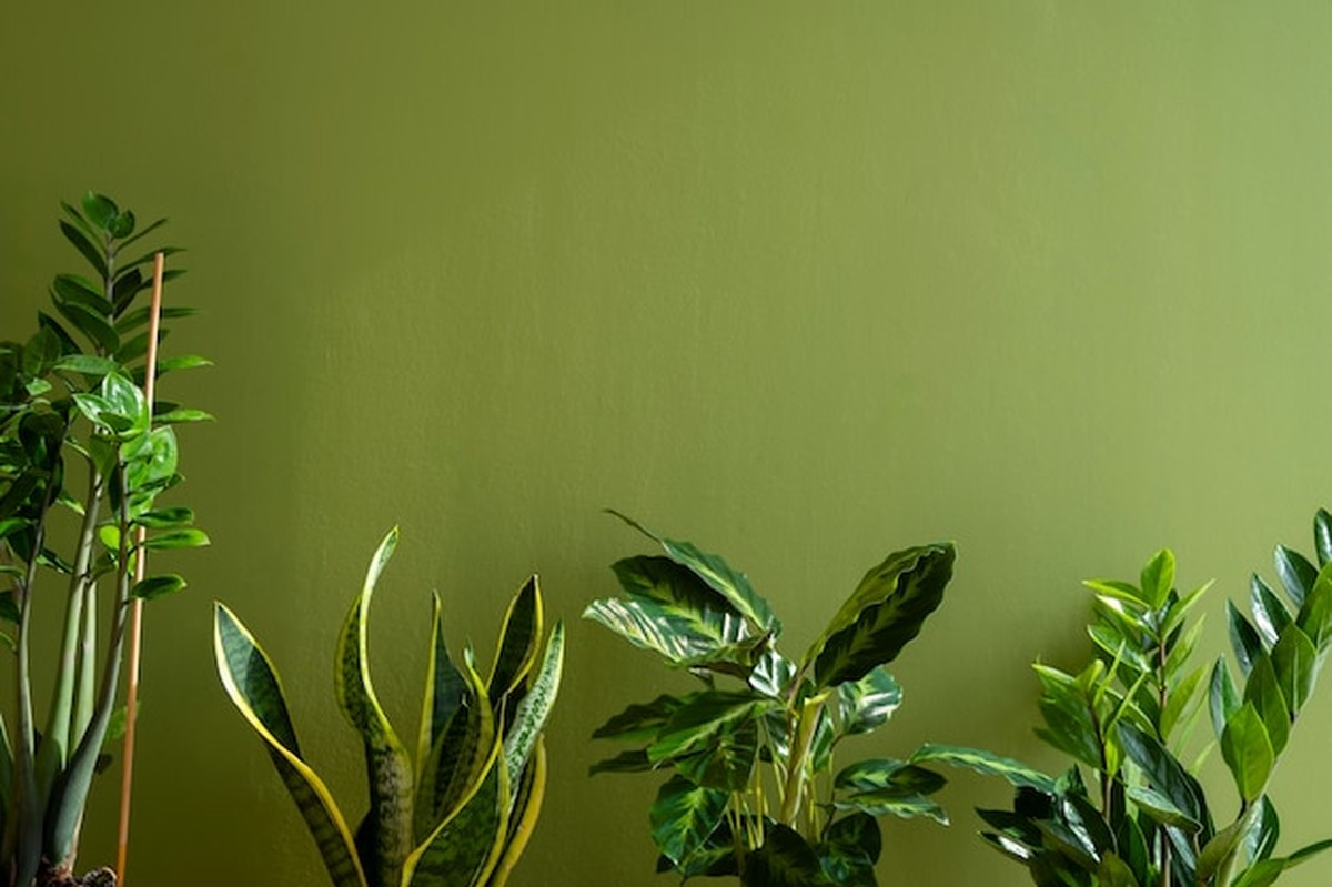 Živé stěny v bytě už nejsou luxus: jak začít levně