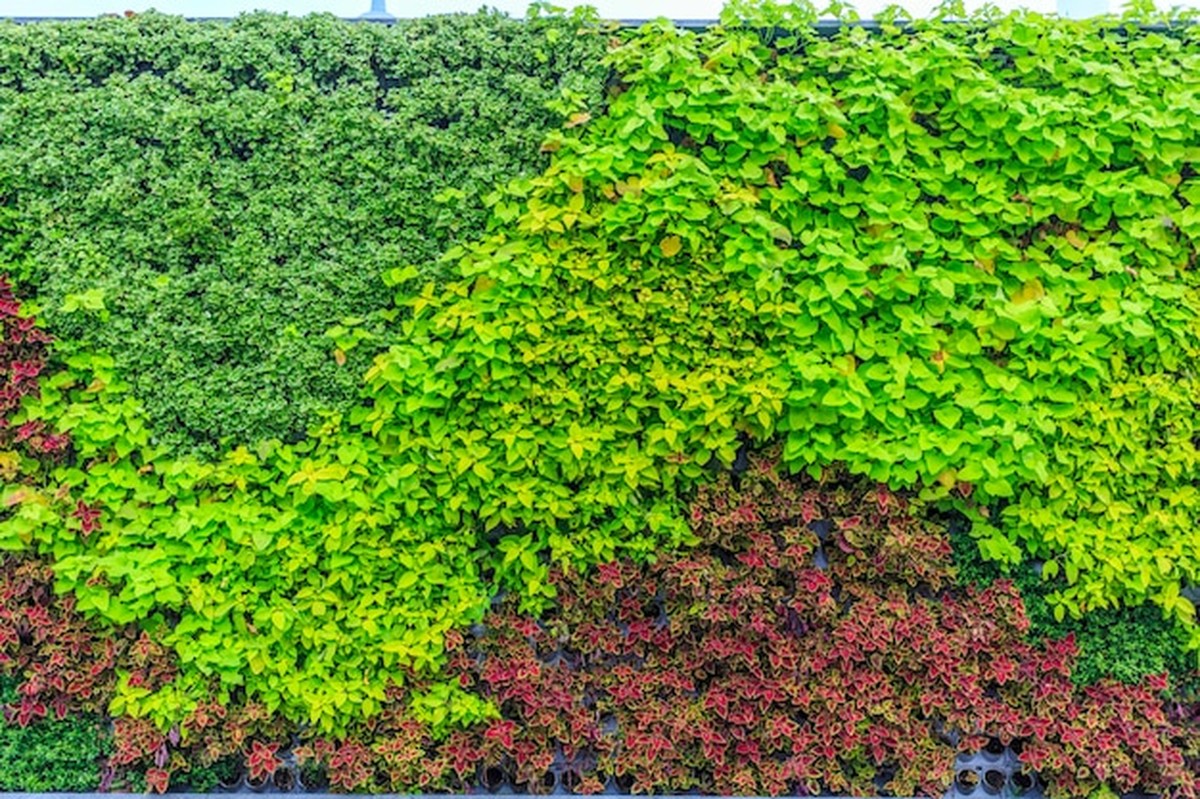 Živé stěny v bytě už nejsou luxus: jak začít levně - image 1