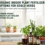 Agronomi prozrazují: v kterou dobu se musí hnojit léčivé bylinky