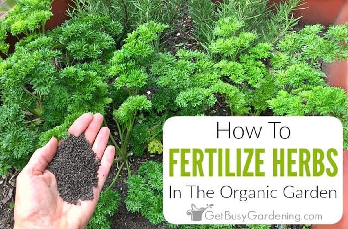 Agronomi prozrazují: v kterou dobu se musí hnojit léčivé bylinky - image 1