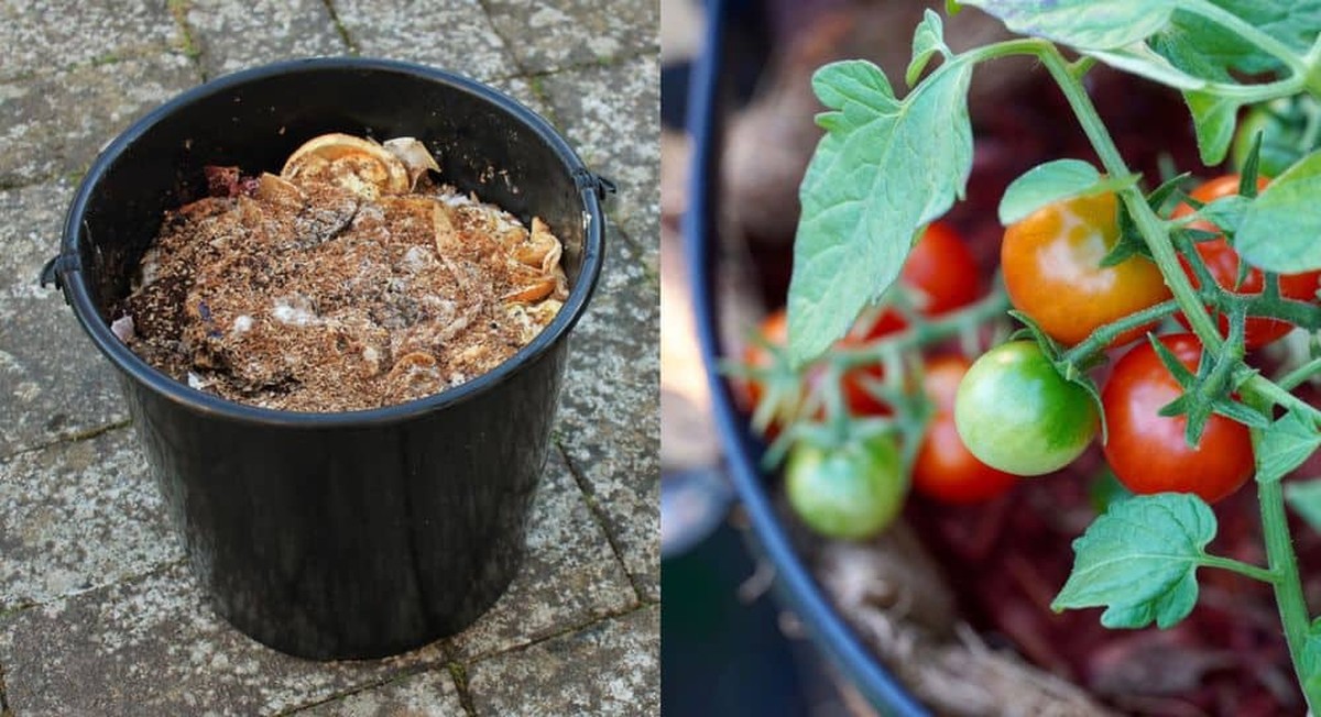 Banánová slupka do půdy způsobuje zázrak s rajčaty – důkaz bez vykřiku - image 2