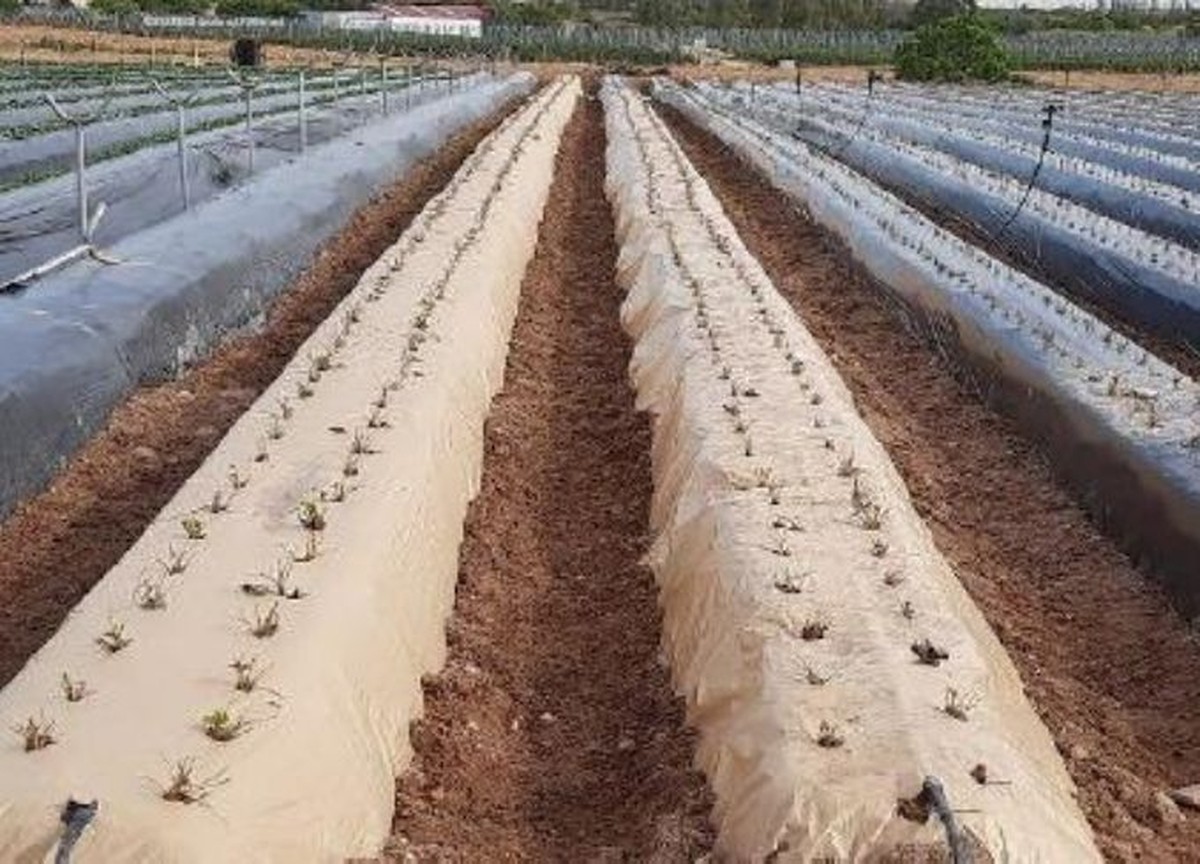 Časopis pod mulčem zabraňuje plevelu bez chemie: Důkaz z české zahrady - image 2