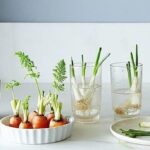 Cibuličky v kuchyni na zbytky: jak přeměnit zbytky na nový úrodu