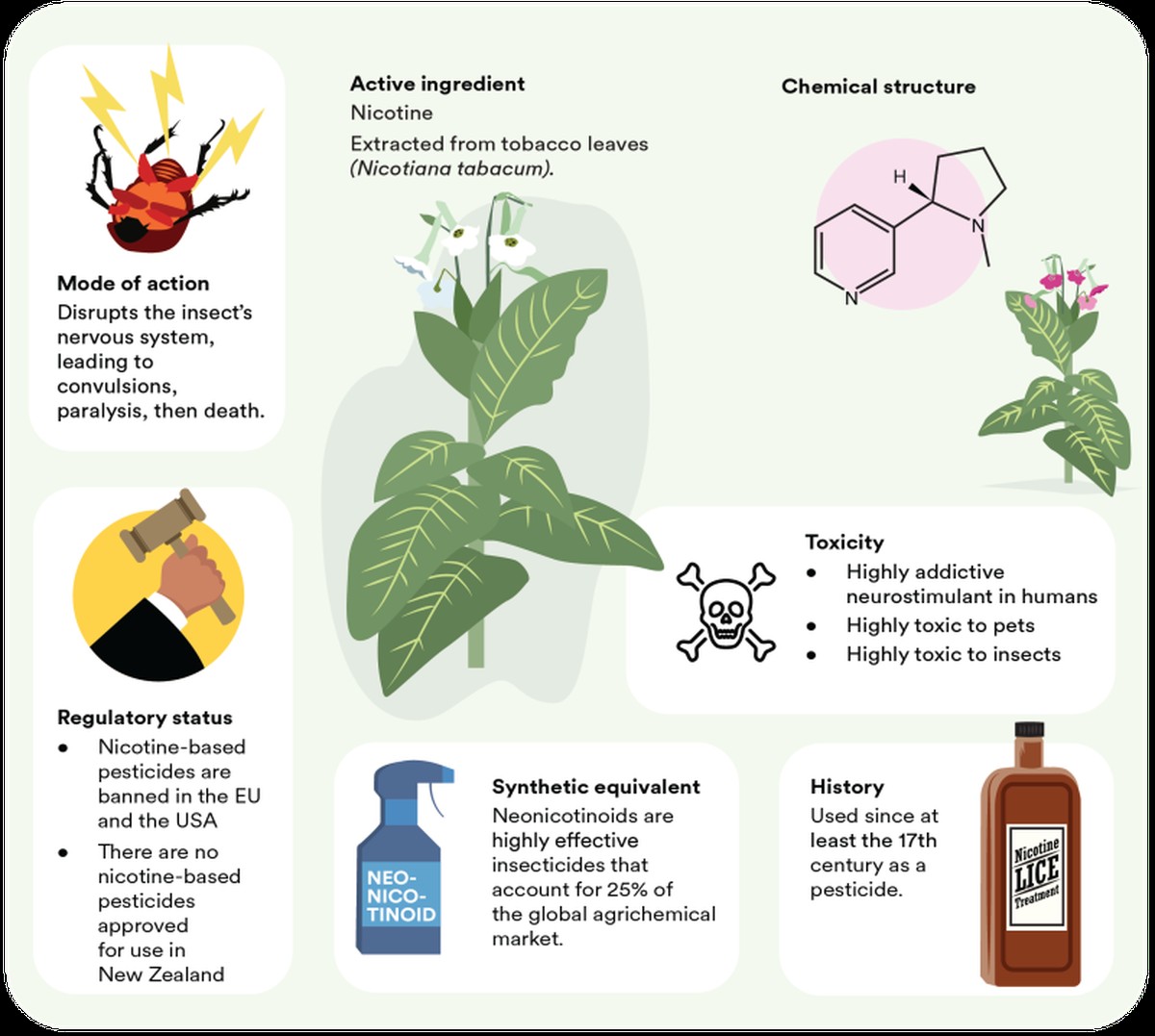 Cibulová slupka ve vodě na zalévání: přírodní insekticid za groš - image 1